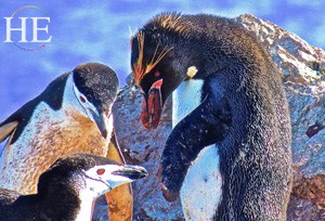 macaroni penguins on the HE Travel gay Antarctica Adventure