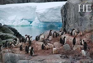 penguins gather for a party on a rock next to an iceberg in antarctica