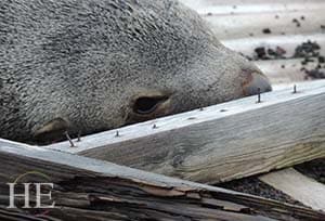 a seal takes a nap on a dock