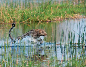 blog-00-leopard-in-water