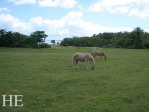 wild horses of vieques puerto rico with HE Travel