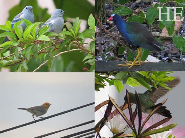 blog-pt1-07-peru-birds