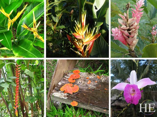 blog-pt2-09-peru-amazon-flower-collage