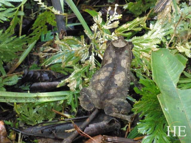 blog-pt3-07-peru-amazon-frog