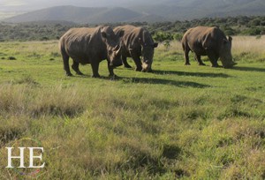 rhinos in South Africa on the HE Travel gay South African safari