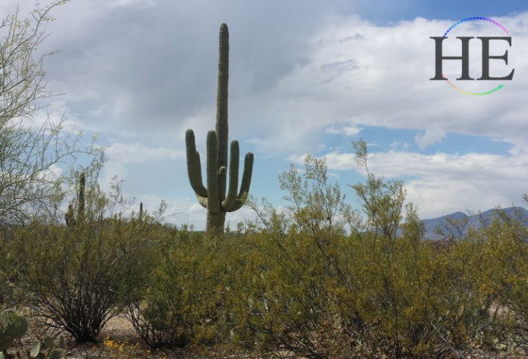 HE-Travel-Gay-Travel-Arizona-Mission-Trail-giant-suguaro