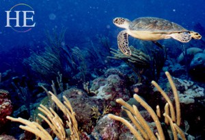 sea turtle and coral reef on HE Travel gay scuba diving adventure in Saba
