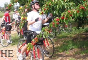 bicyclists find the cherry trees on HE Travel Provencal gay biking trip in the French countryside