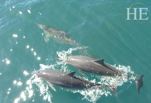 dolphins on Kauai Hawaii with HE Travel gay adventure tour