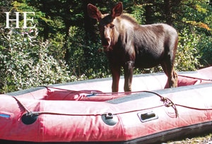 a moose stands in the raft on the HE Travel gay alaska adventure