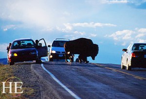 300x204-bc-grand-tetons-jackson-wyoming-bison-crossing