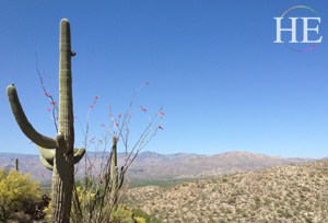 tall cactus on the HE Travel gay biking tour in Arizona