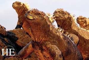 grinning iguanas on the HE Travel gay galapagos wildlife tour