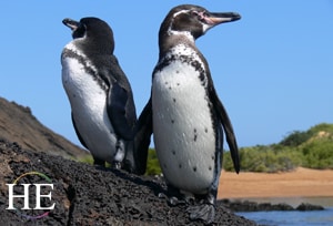 penguins on the HE Travel gay galapagos wildlife tour