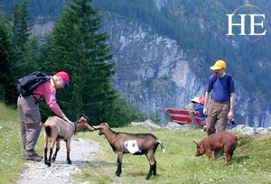 hikers with goats and a pig in the Swiss Alps on the HE travel gay Switzerland hiking tour near Grindelwald