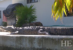 a large alligator basks in the sun in the florida keys