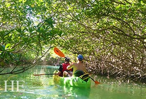 kayaking in the verdant and beautiful mangroves of the florida keys