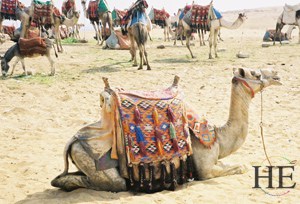camels on the HE Travel gay Egypt Nile cultural tour