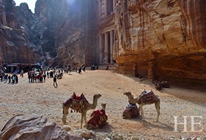 a group of camels mingles in petra