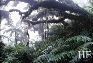 cloud forest on HE Travel gay scuba diving adventure in Saba