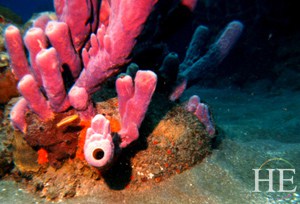 pink sealife on HE Travel gay scuba diving adventure in Saba