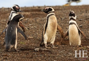 magellanic penguins on the HE Travel gay adventure in patagonia Chile