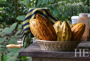 fresh cacao cocoa pods on the HE Travel gay costa rica tortuguero adventure