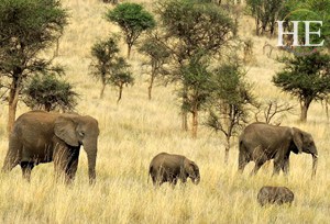 herd of elephants on the HE Travel gay safari in Tanzania Africa