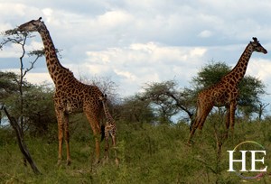 giraffes with baby on the HE Travel gay safari