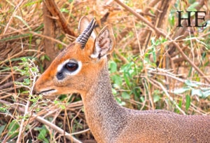 small horned animal on the HE Travel gay safari in tanzania africa