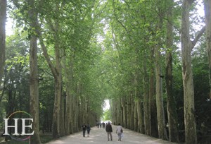 grand avenue of trees at chenonceau on the HE Travel gay bike tour in Loire Valley France