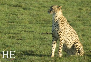 a sitting cheetah on the HE Travel gay safari in south africa