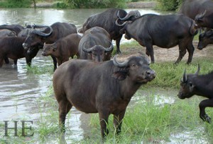 water buffalo on the HE Travel gay south africa adventure
