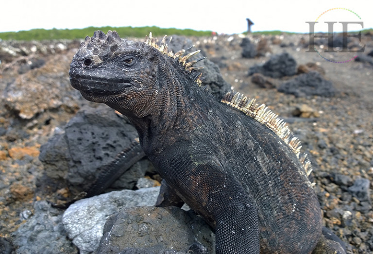 Large Iguana from the gay Galapagos Cruise hosted by gay travel company HE Travel