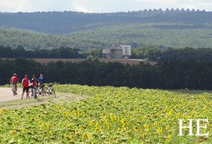 sunflower field on the HE Travel gay bike tour of France