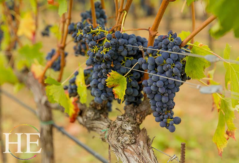 close up of chianti wine grapes hanging on a vine