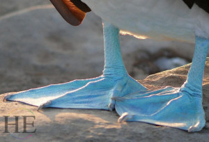 blue footed booby feet on the HE Travel gay galapagos wildlife tour