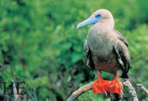 red footed bird on the HE Travel gay galapagos wildlife tour