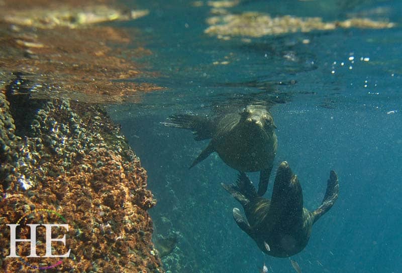 sea lions frolic underwater on the HE Travel gay galapagos wildlife tour