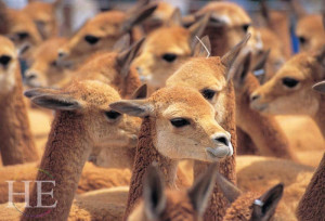 cute furry vicunas on the HE Travel gay luxury tour to Machu Picchu