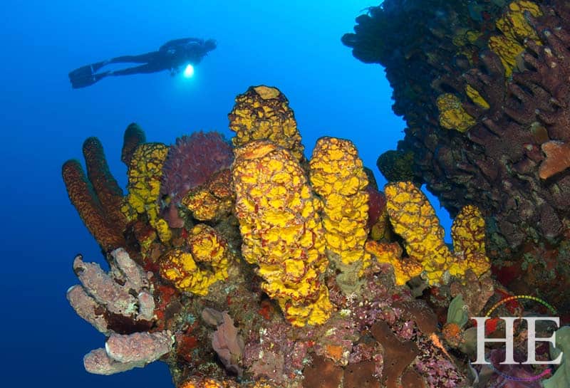 a diver lurks above vibrant coral off of saba