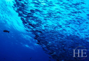 schooling fish on the HE Travel gay scuba Palau trip