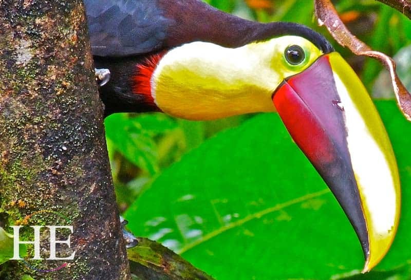 vivid toucan on the HE Travel gay costa rica tortuguero adventure
