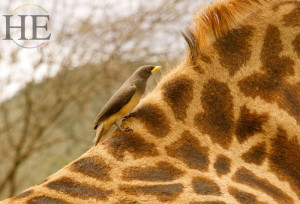 close-up of a bird atop a giraffe on the HE Travel gay safari