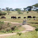 Herds of elephant and zebra