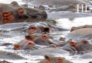 pond full of hippos on the HE Travel gay tanzania african safari