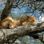 a lioness naps in a tree on the HE Travel gay Tanzania Africa safari