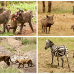 babies animals of Tanzania on the HE Travel gay safari