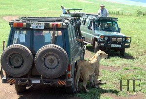lions rest in the shade of the vehicles on the HE Travel gay Tanzania Africa safari