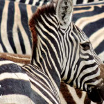 lots of striped zebras on the HE Travel gay Tanzania Africa safari